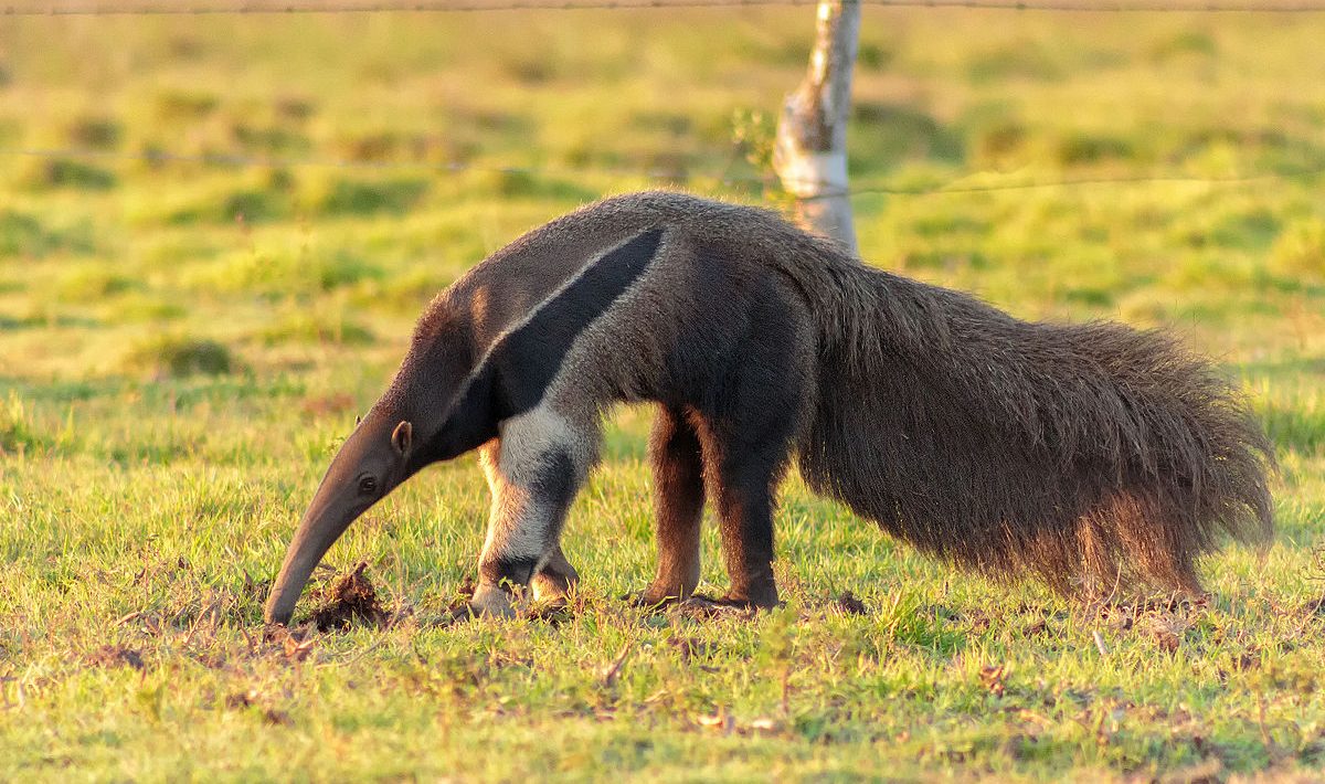 animal