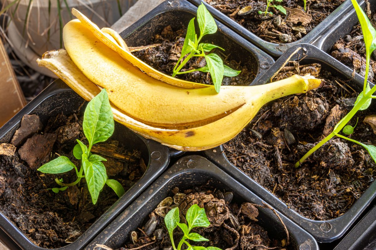 Pune coji de banane în ghivece: vezi de ce este recomandat și la ce servește